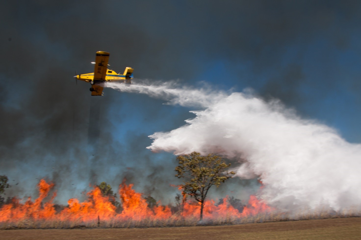 Yellow plane flying above fire burning in low trees, dropping water on the fire.
